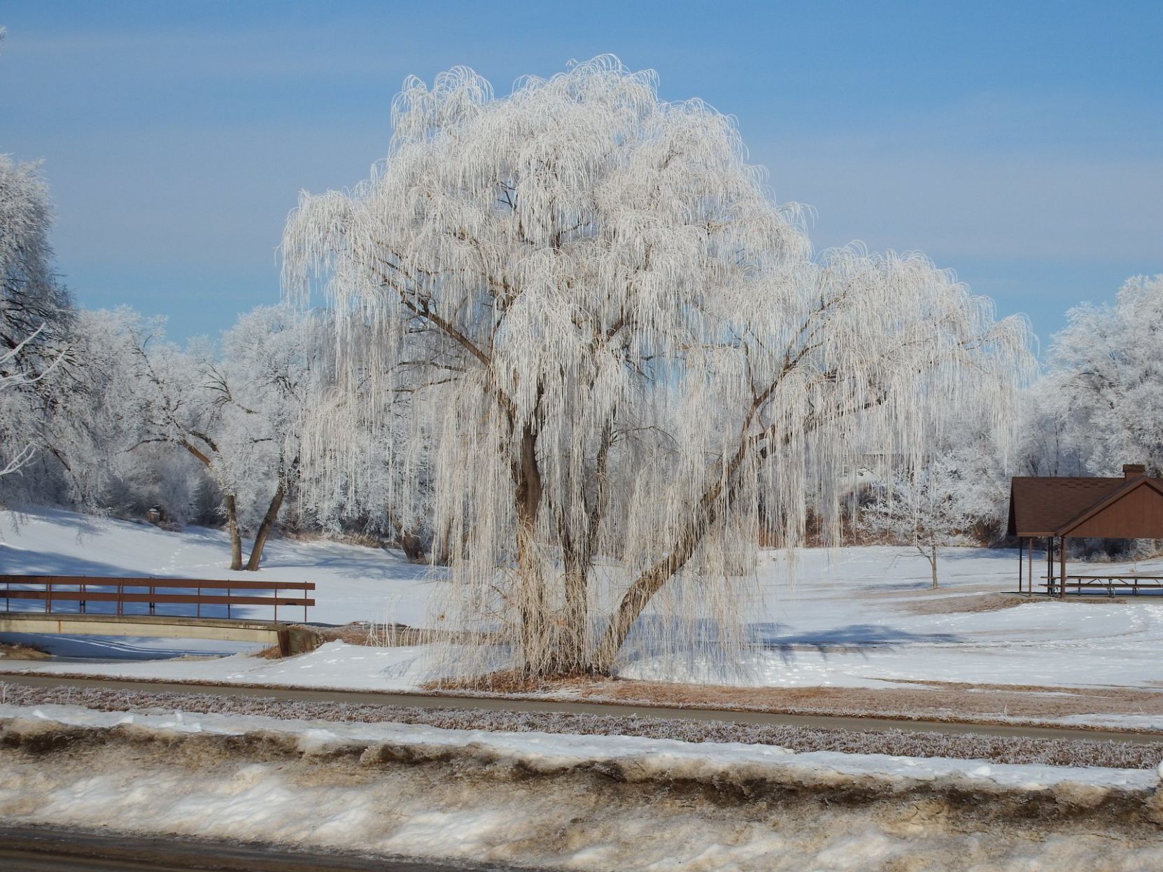 Frosted Willow